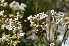 Achillea erba-rotta
