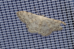 Scopula marginepunctata