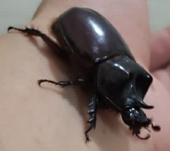 Strategus aloeus