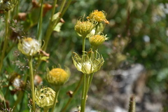 Doronicum pardalianches