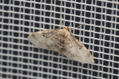 Idaea filicata