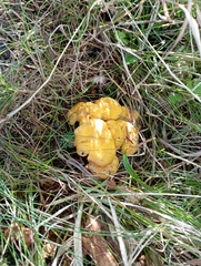 Cantharellus cibarius
