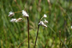 Eriophorum angustifolium