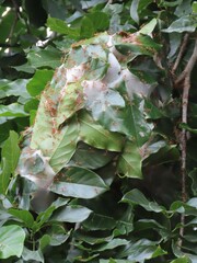 Oecophylla smaragdina