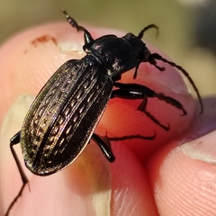 Carabus granulatus