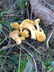 Cantharellus cibarius