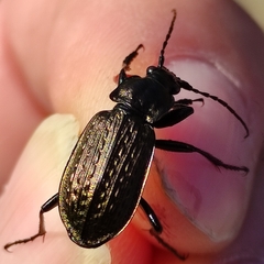 Carabus granulatus