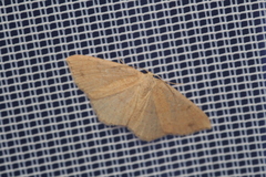 Cyclophora