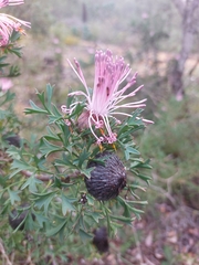 Isopogon dubius