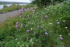 Centaurea pseudomaculosa