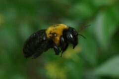 Xylocopa appendiculata circumvolans