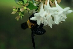 Xylocopa appendiculata circumvolans