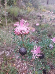 Isopogon dubius