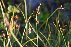 Carex limosa