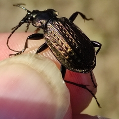 Carabus granulatus