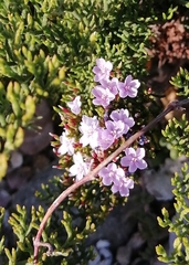 Limonium scabrum