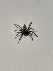 Textrix denticulata