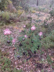 Isopogon dubius