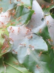 Oecophylla smaragdina