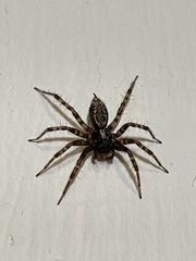 Textrix denticulata