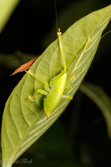 Copiphorini