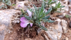 Ajuga iva