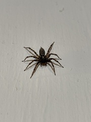 Textrix denticulata