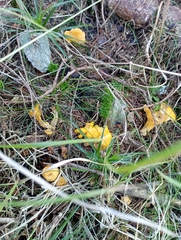 Cantharellus cibarius