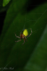 Eriophora