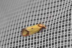 Agapeta zoegana