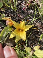 Romulea triflora