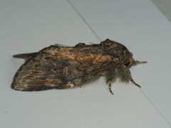 Peridea lativitta