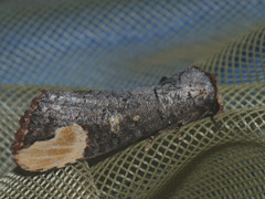 Phalera angustipennis