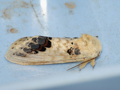 Phalera flavescens