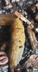 Limacus