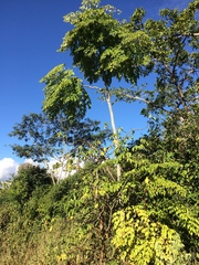 Aralia warmingiana