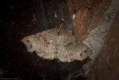 Lithilaria ossicolor