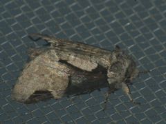 Wilemanus bidentatus