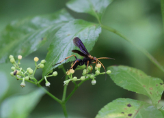 Leptodialepis bipartitus