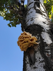 Laetiporus sulphureus