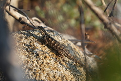Sceloporus occidentalis taylori