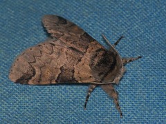 Furcula aeruginosa