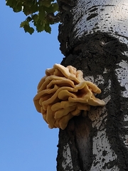 Laetiporus sulphureus