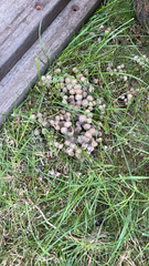 Coprinopsis variegata