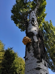 Laetiporus sulphureus