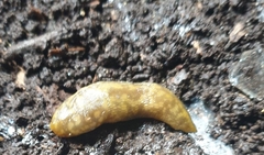 Limacus