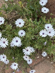 Dimorphotheca