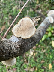 Hexagonia
