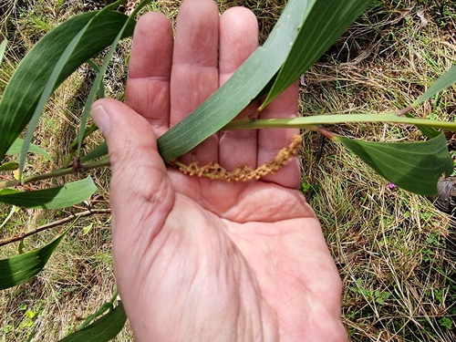 Image of Acacia concurrens by (c) Martin Rady, some rights reserved (CC BY)