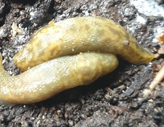 Limacus